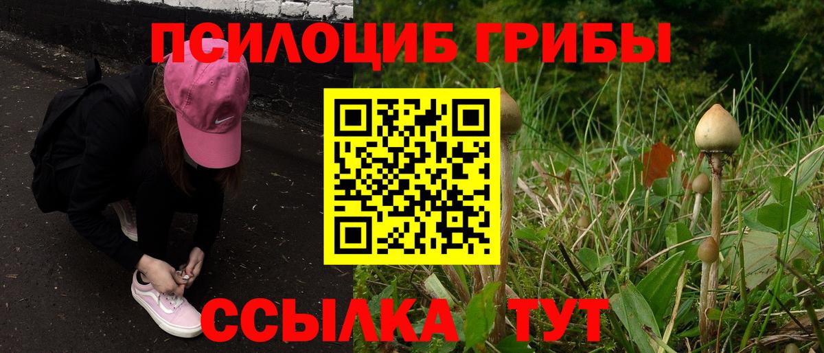Псилоцибиновые грибы мицелий Шадринск